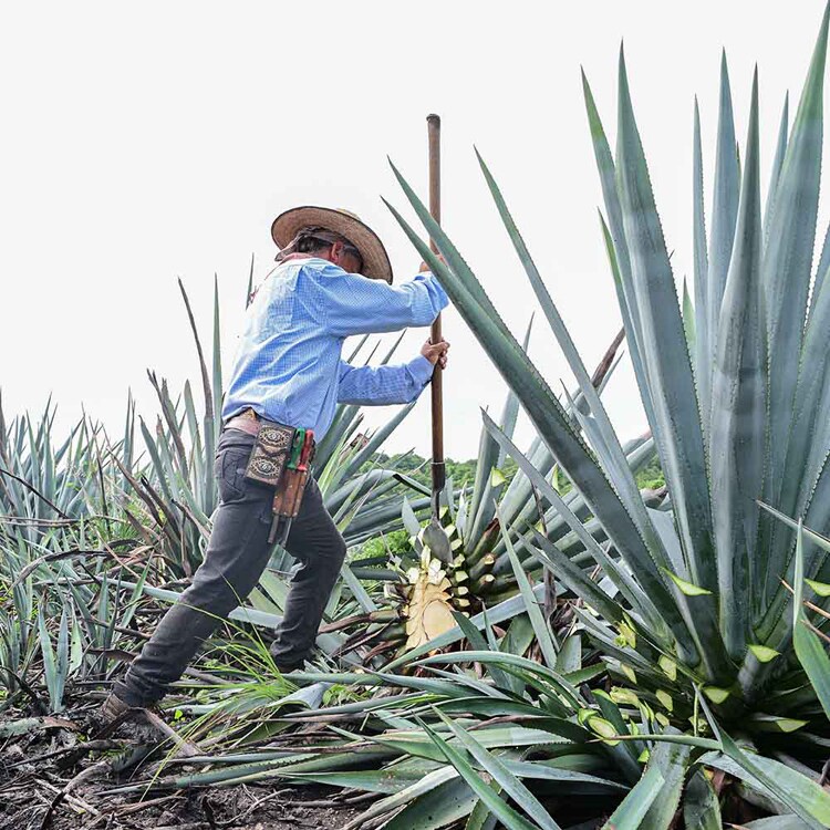 ALMATERRA 有機アガベシロップ 330g RAWDARK 【プラザセレクト】