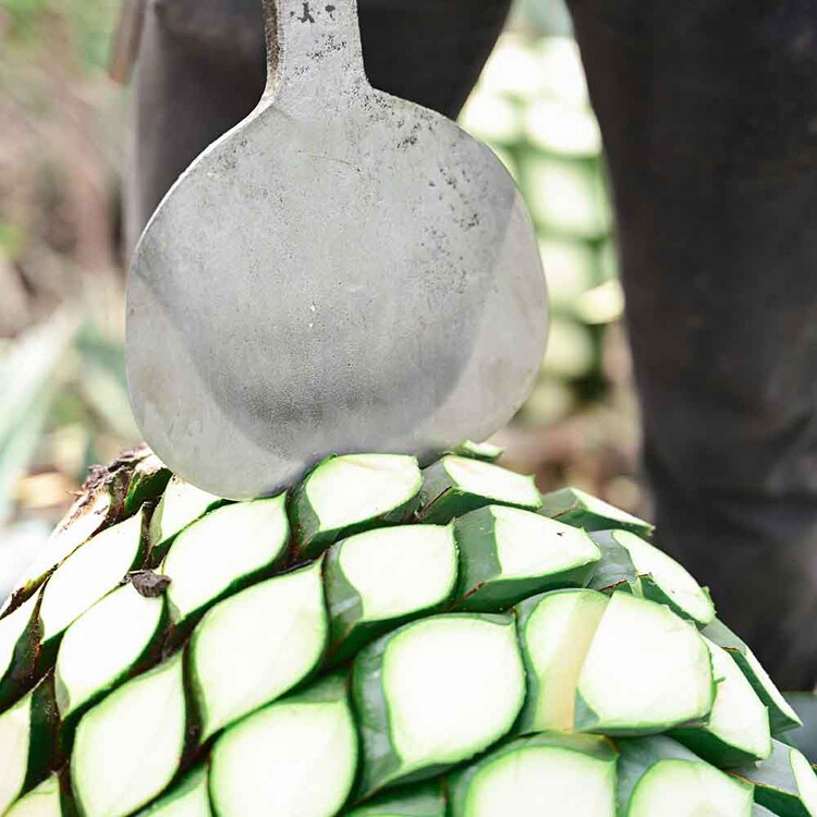 【6個】ALMATERRA 有機アガベシロップ 330g GOLD 【プラザセレクト】