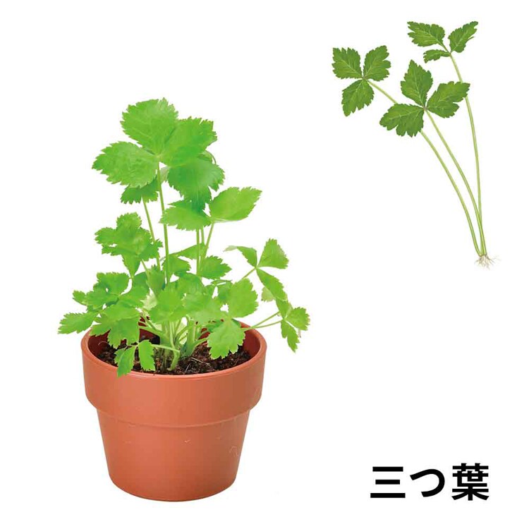 【4個セット】育てるカプセル 薬味 【プラザセレクト】
