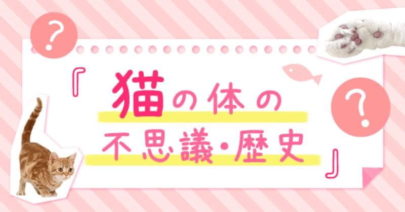猫の目の不思議 アイリスプラザ メディア