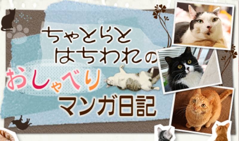猫草じゃ満腹にならず~ちゃとらとはちわれマンガ日記 アイリス
