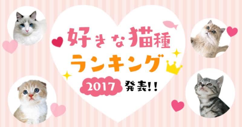 好きな猫種ランキング17発表 アイリスプラザ メディア