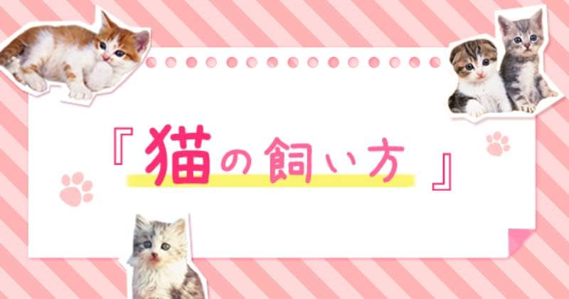 猫は単独行動が好きってホント アイリスプラザ メディア 猫は単独行動が好きってホント アイリスプラザ メディア