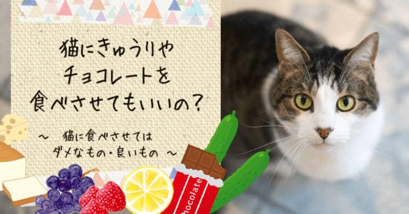 猫にきゅうりやチョコレートを食べさせてもいいの 猫に食べさせてはダメなもの 良いもの アイリスプラザ メディア