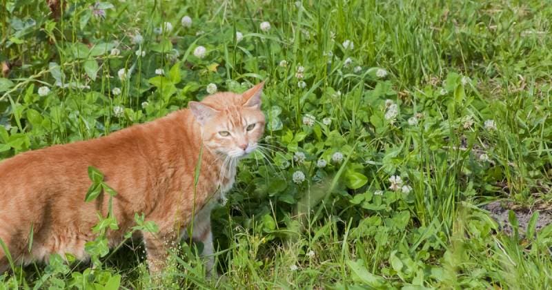 野良猫 ノミ