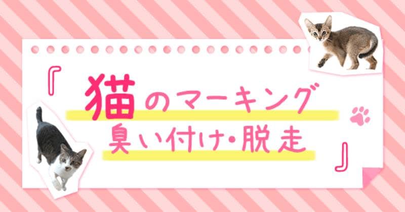 猫の脱走について アイリスプラザ メディア