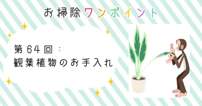 観葉植物のお手入れ アイリスプラザ メディア