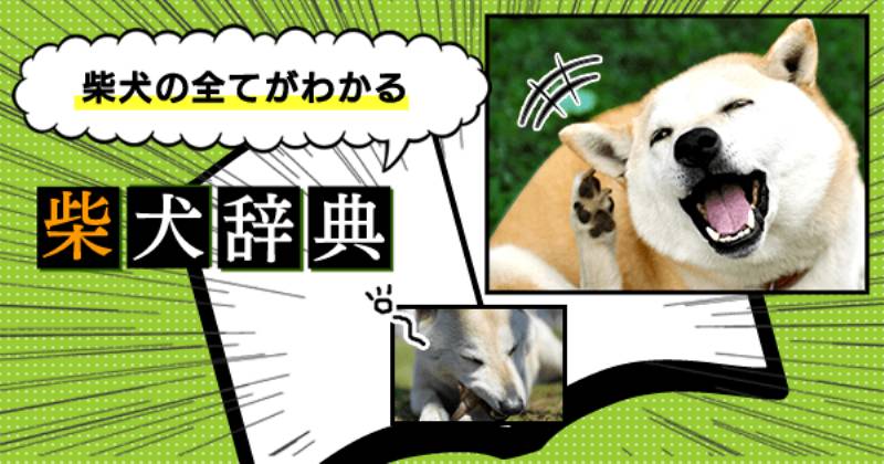 柴犬の特徴 種類 歴史 性格 しつけ アイリスプラザ メディア 柴犬の特徴 種類 歴史 性格 しつけ アイリスプラザ メディア