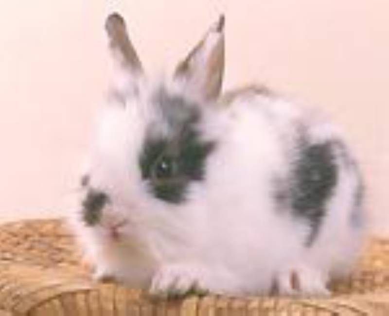 うさぎの潰瘍性四肢皮膚炎 アイリスプラザ メディア