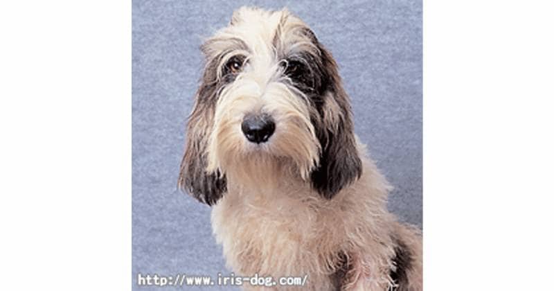 プチ バセット グリフォン バンデーン 中型犬 アイリスプラザ メディア プチ バセット グリフォン バンデーン 中型犬 アイリスプラザ メディア