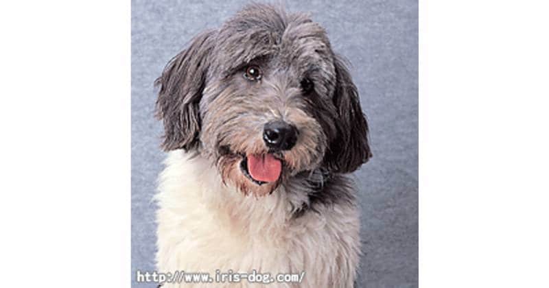 ポリッシュ ローランド シープドッグ 大型犬 アイリスプラザ メディア