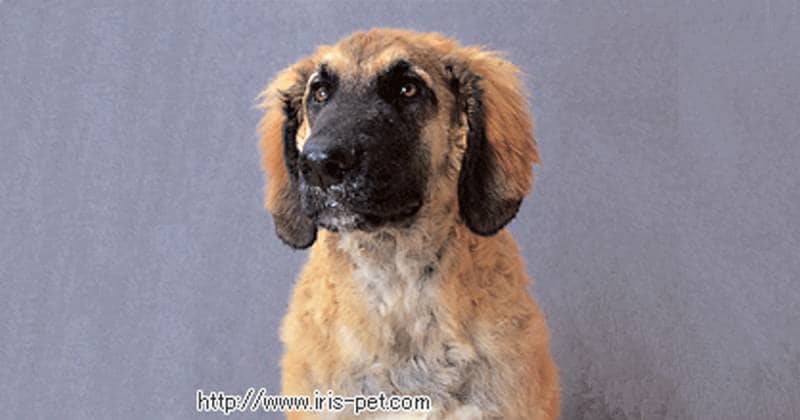 レオンベルガー 超大型犬 アイリスプラザ メディア レオンベルガー 超大型犬 アイリスプラザ メディア