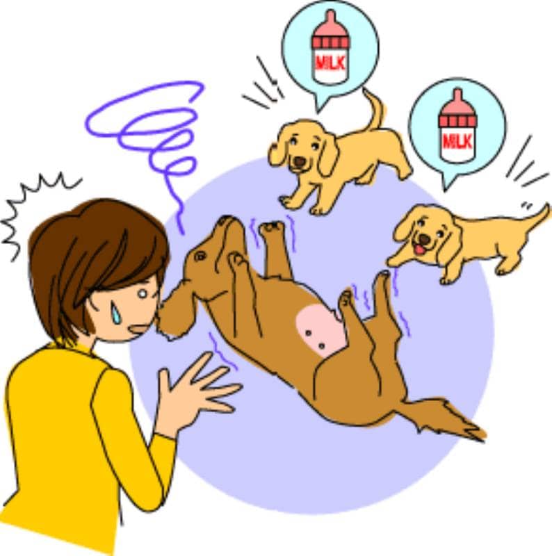 犬の栄養 カルシウムについて アイリスプラザ メディア 犬の栄養 カルシウムについて アイリスプラザ メディア
