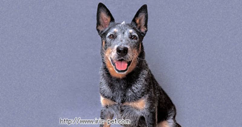 オーストラリアン キャトルドッグ 中型犬 アイリスプラザ メディア