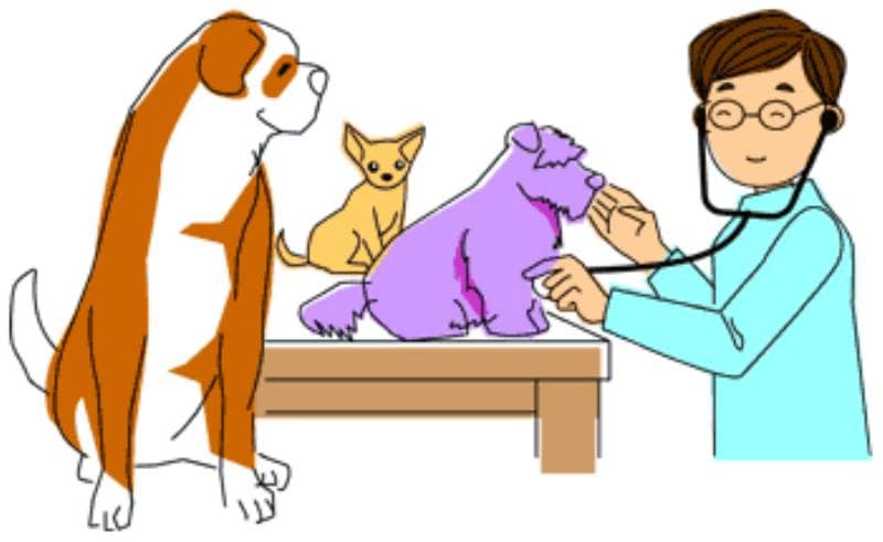 動物病院の薬のお話 アイリスプラザ メディア 動物病院の薬のお話 アイリスプラザ メディア