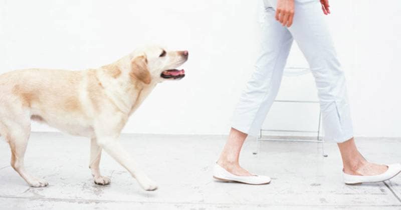 犬との上手な暮らし方 アイリスプラザ メディア 犬との上手な暮らし方 アイリスプラザ メディア
