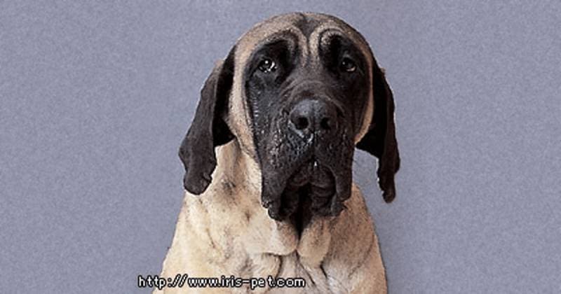 マスティフ 超大型犬 アイリスプラザ メディア マスティフ 超大型犬 アイリスプラザ メディア