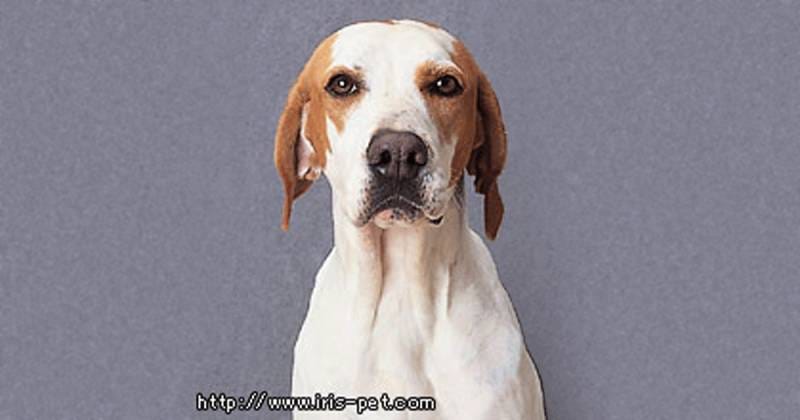 イングリッシュ ポインター 大型犬 アイリスプラザ メディア