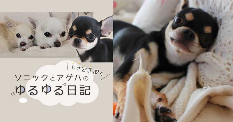 布製 ソニックとアゲハ ときどきぷく アイリスプラザ メディア