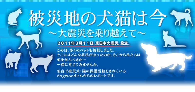被災地の犬猫は今 アイリスプラザ メディア