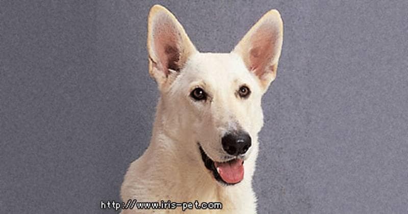 ホワイト・スイス・シェパード・ドッグ|大型犬 | アイリス ホワイト・スイス・シェパード・ドッグ|大型犬 | アイリス