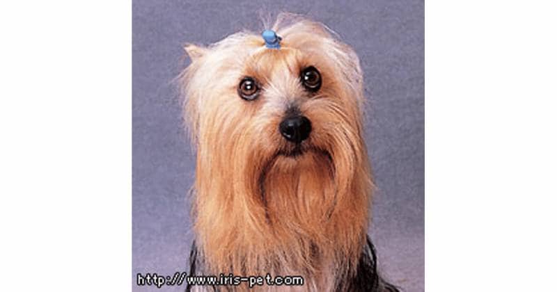 オーストラリアン シルキー テリア 超小型犬 アイリスプラザ メディア オーストラリアン シルキー テリア 超小型犬 アイリスプラザ メディア
