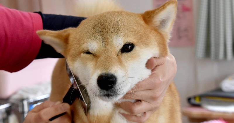カンタン おうちでわんこケア アイリスプラザ メディア カンタン おうちでわんこケア アイリスプラザ メディア