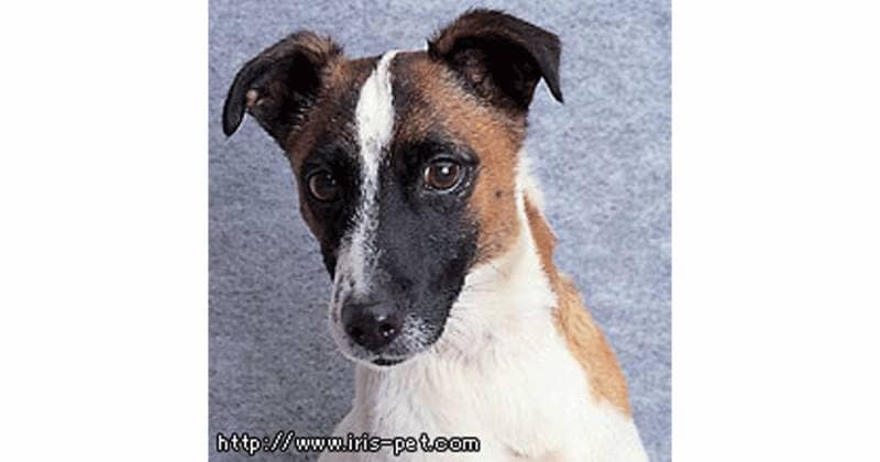 パーソン ラッセル テリア 小型犬 アイリスプラザ メディア パーソン ラッセル テリア 小型犬 アイリスプラザ メディア