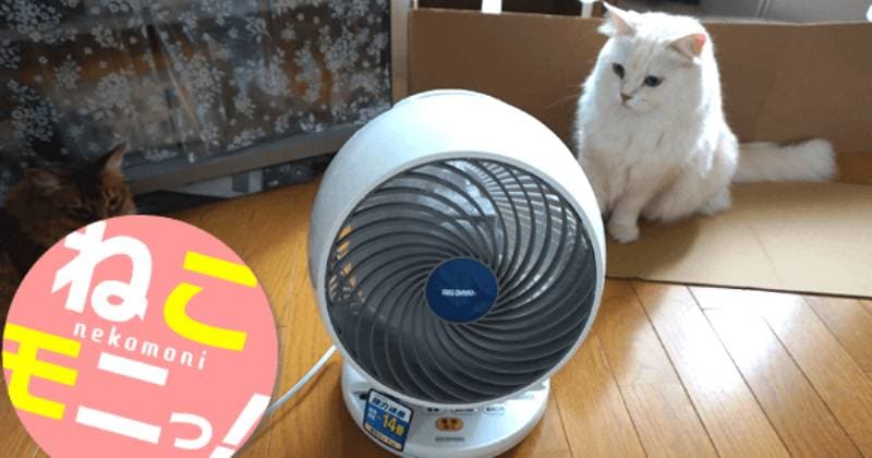 ななちゃん率いる猫だらけメンバーが サーキュレーター 上下左右首振りタイプ を試してみました アイリスプラザ メディア ななちゃん率いる猫だらけメンバーが サーキュレーター 上下左右首振りタイプ を試してみました アイリスプラザ メディア