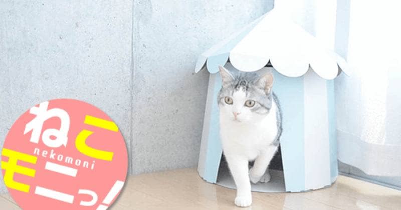 ブログ「ツンギレ猫の日常」の陸くん・陽くん・月ちゃんが「猫のつめ