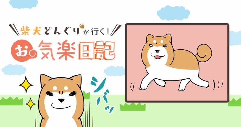 柴犬の成長 イタズラ心を忘れても 柴犬どんぐり アイリスプラザ メディア 柴犬の成長 イタズラ心を忘れても 柴犬どんぐり アイリスプラザ メディア