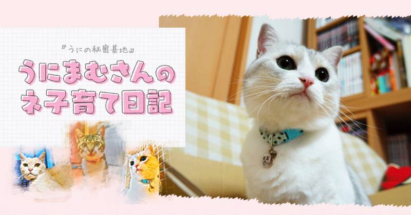 猫がしっかり 完成 するのは うにまむさんのネ子育て日記 アイリスプラザ メディア