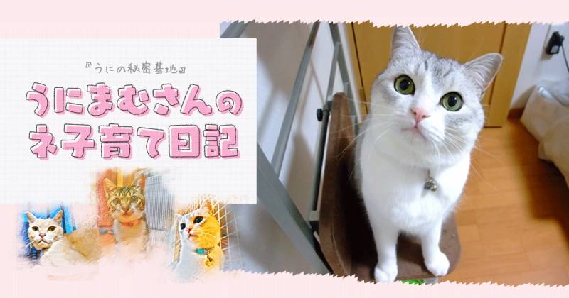 猫とお留守番 うにまむさんのネ子育て日記 アイリスプラザ メディア