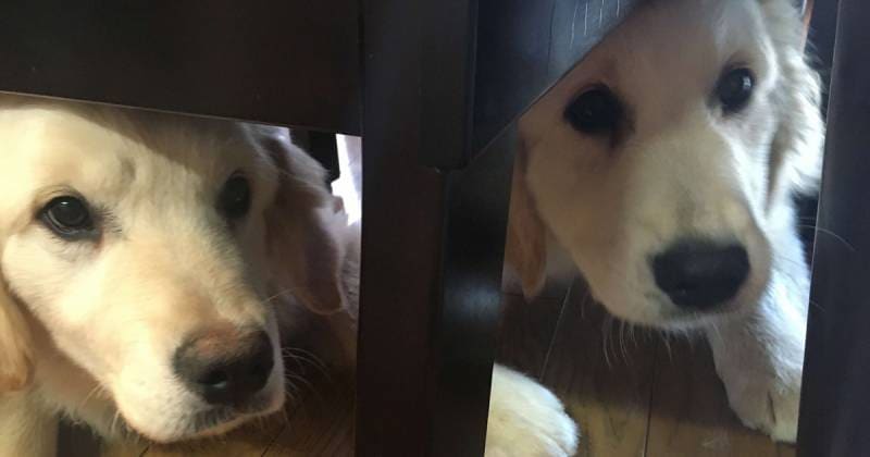 わんこのための防災対策 災害から愛犬を守る アイリスプラザ メディア