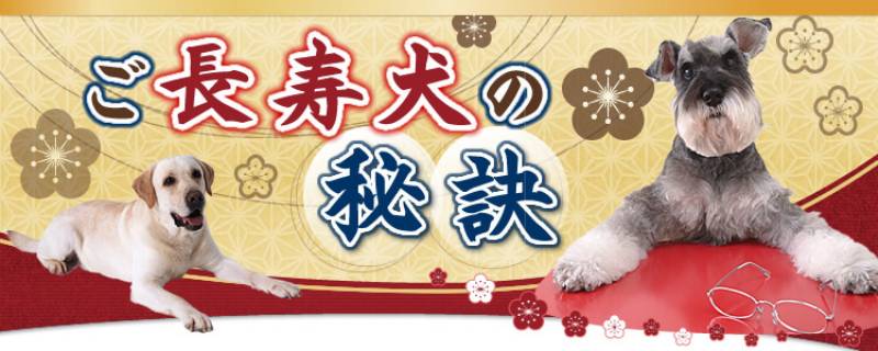ご長寿犬の秘訣 アイリスプラザ メディア ご長寿犬の秘訣 アイリスプラザ メディア