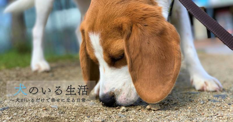 犬のヘンな癖 犬のいる生活 アイリスプラザ メディア 犬のヘンな癖 犬のいる生活 アイリスプラザ メディア