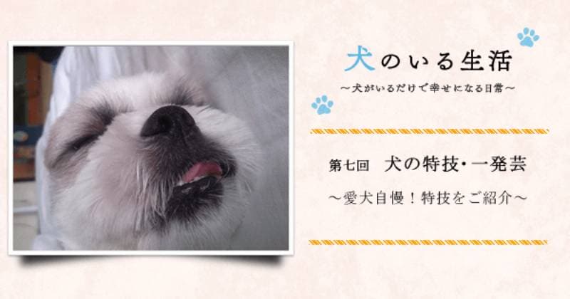 第七回 犬の特技 一発芸 愛犬自慢 特技をご紹介 アイリスプラザ メディア 第七回 犬の特技 一発芸 愛犬自慢 特技をご紹介 アイリスプラザ メディア