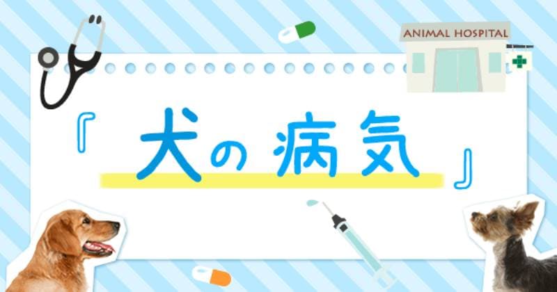 犬のウィルスと細菌の違い アイリスプラザ メディア