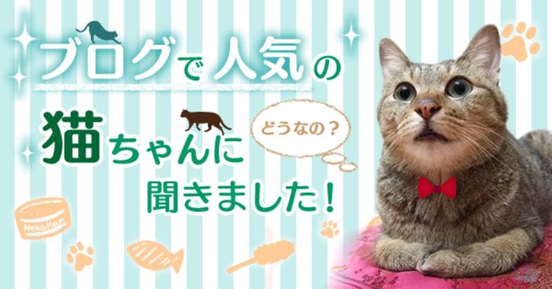 ブログ にゃんず日記 のちゃとらんくん あすかちゃん 笑子ちゃんに聞きました アイリスプラザ メディア