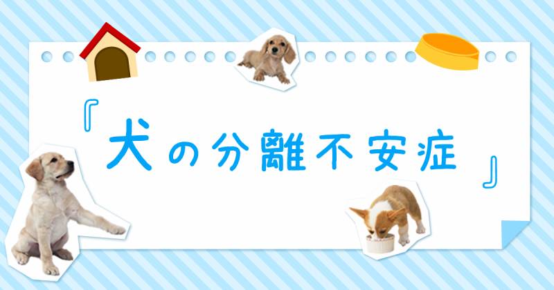 犬の分離不安症 アイリスプラザ メディア