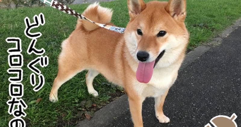 初めまして 柴犬どんぐりです アイリスプラザ メディア