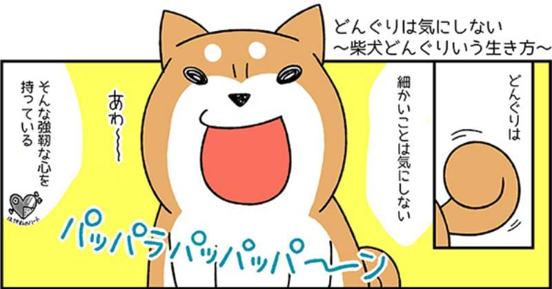 どんぐりは気にしない 柴犬どんぐりという生き方 アイリスプラザ メディア どんぐりは気にしない 柴犬どんぐりという生き方 アイリスプラザ メディア