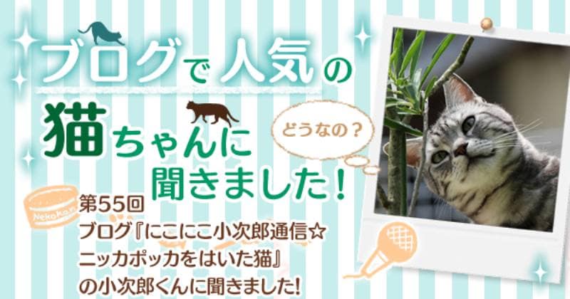 ブログ『にこにこ小次郎通信☆ニッカポッカをはいた猫』の小次郎くんに