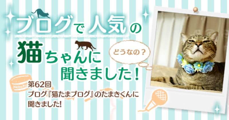 ブログ 猫たまブログ のたまきくんに聞きました アイリスプラザ メディア ブログ 猫たまブログ のたまきくんに聞きました アイリスプラザ メディア