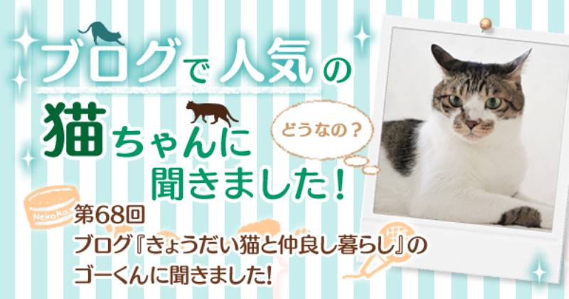 ブログ きょうだい猫と仲良し暮らし のゴーくんに聞きました アイリスプラザ メディア ブログ きょうだい猫と仲良し暮らし のゴーくんに聞きました アイリスプラザ メディア