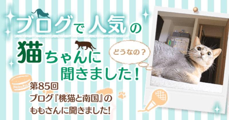 ブログ 桃猫と南国 のももさんに聞きました アイリスプラザ メディア ブログ 桃猫と南国 のももさんに聞きました アイリスプラザ メディア