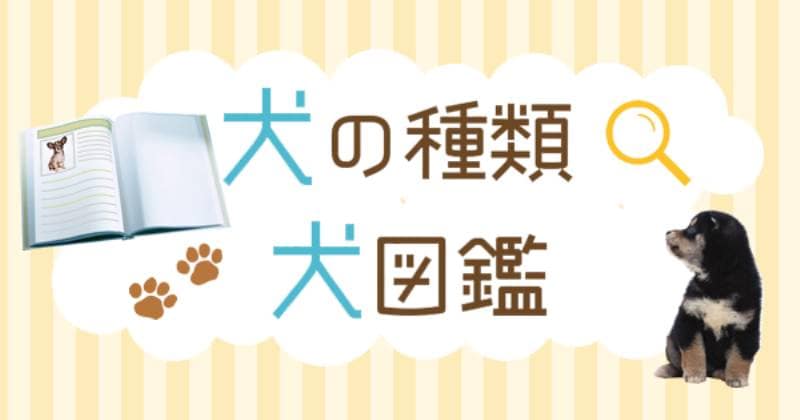 しつけのしやすさ 飼いやすさランキングで探す 犬の種類 犬図鑑 アイリスプラザ メディア