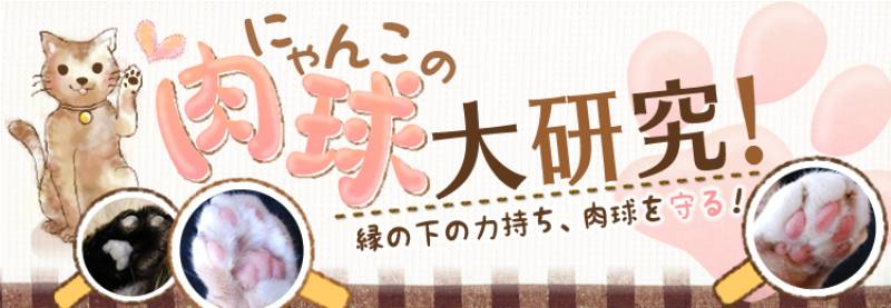 にゃんこの肉球大研究 アイリスプラザ メディア