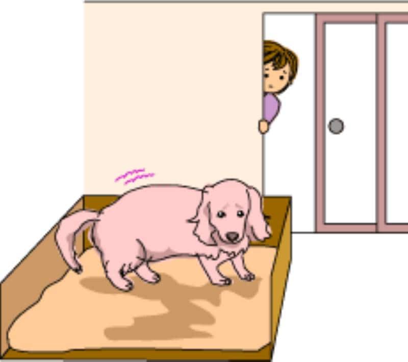 犬の分娩と親離れ ブリーディングその3 アイリスプラザ メディア 犬の分娩と親離れ ブリーディングその3 アイリスプラザ メディア
