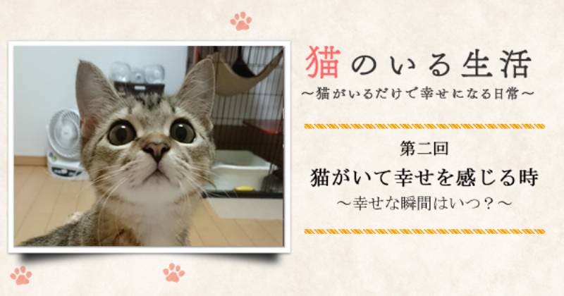 猫がいて幸せを感じる時 幸せな瞬間はいつ アイリスプラザ メディア